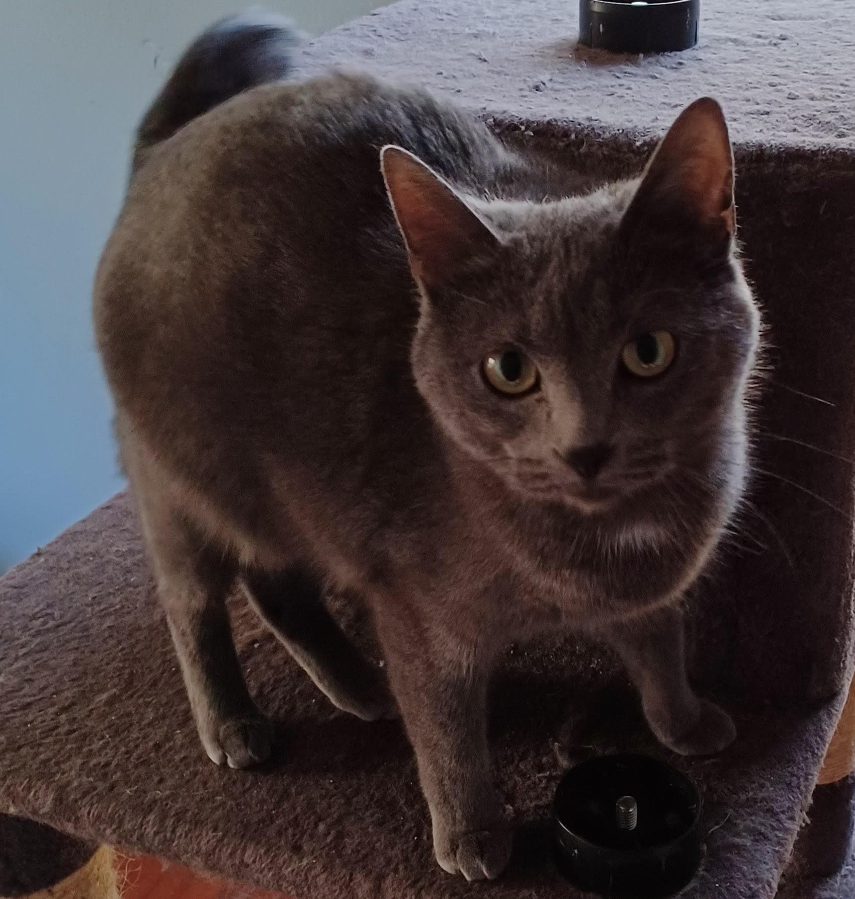 Pewter - Domestic Short Hair available for adoption