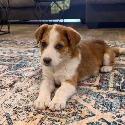 Faith - Labrador Retriever available for adoption