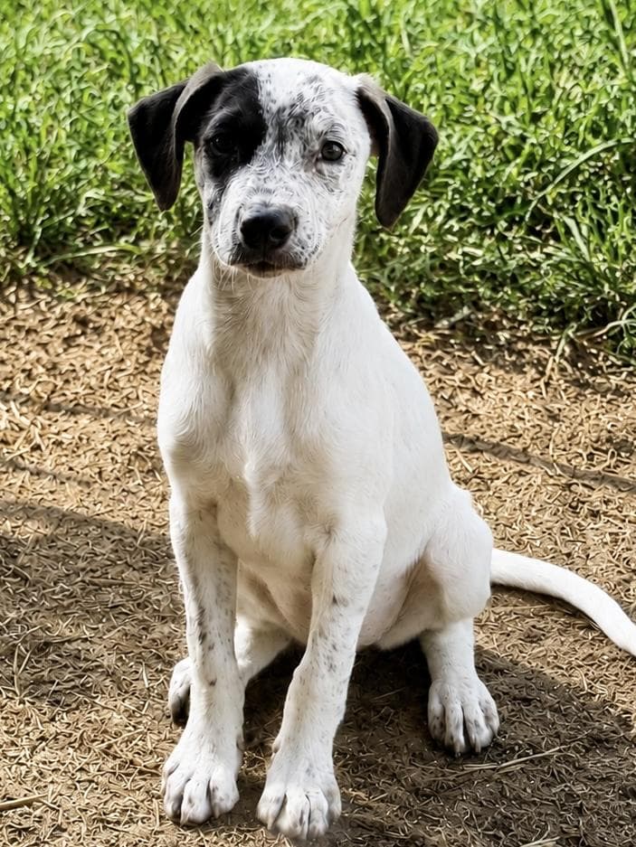 Willow - German Shorthaired Pointer available for adoption