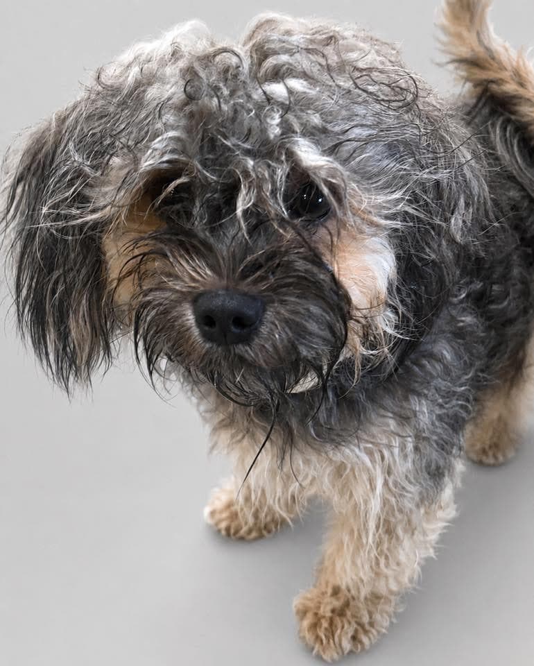 Bailey - Shih Tzu available for adoption