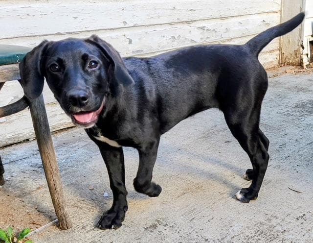 Beyonce - Foster Needed - Black Labrador Retriever available for adoption