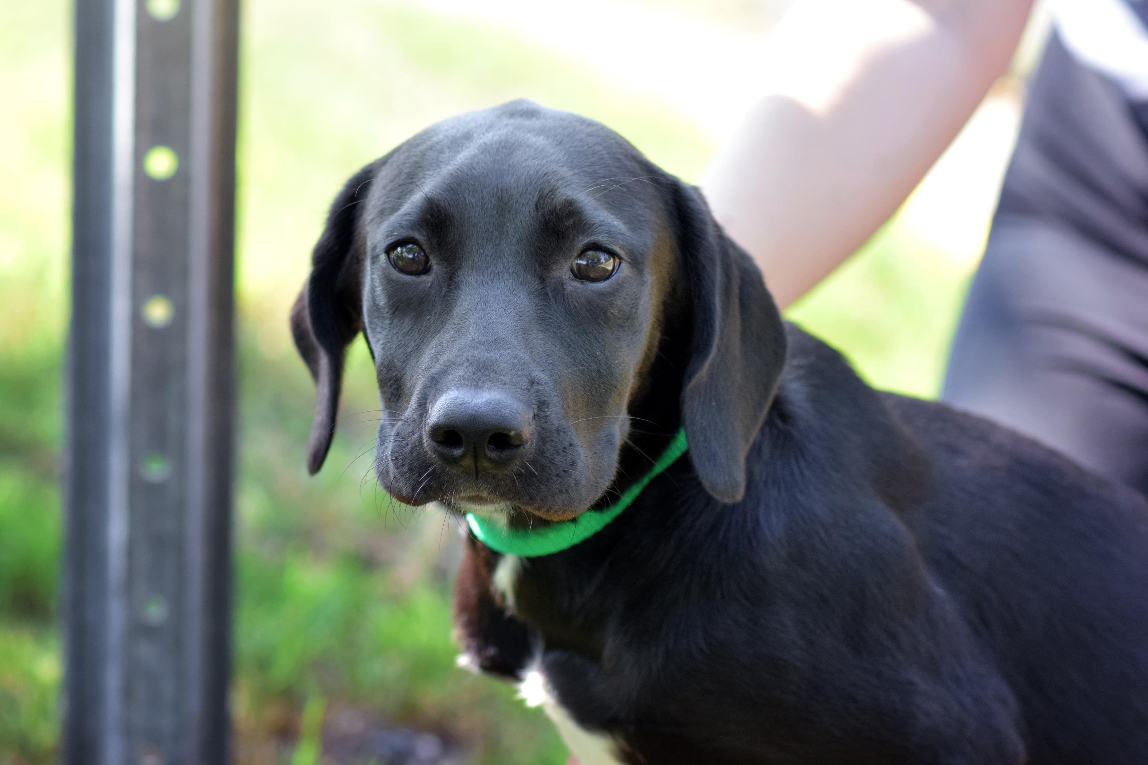 Beyonce - Black Labrador Retriever available for adoption