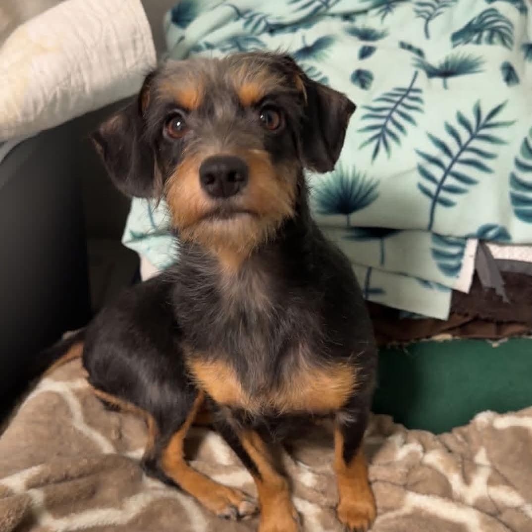 Gracelyn - Wirehaired Dachshund available for adoption