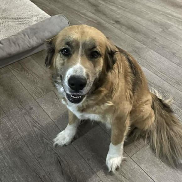 Dakotah - Shepherd available for adoption