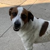 Chester - Hound available for adoption