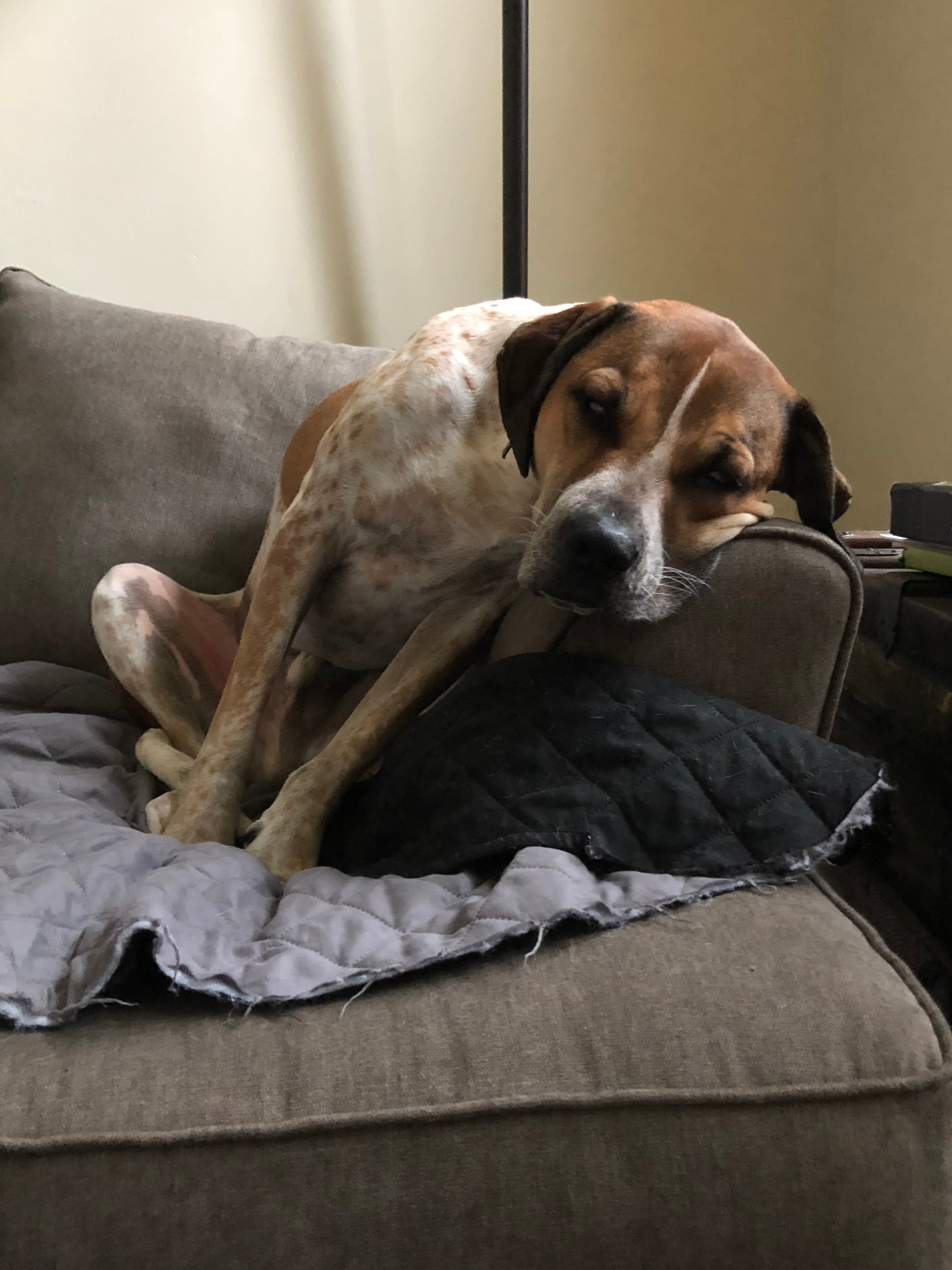 Rigby - Hound available for adoption