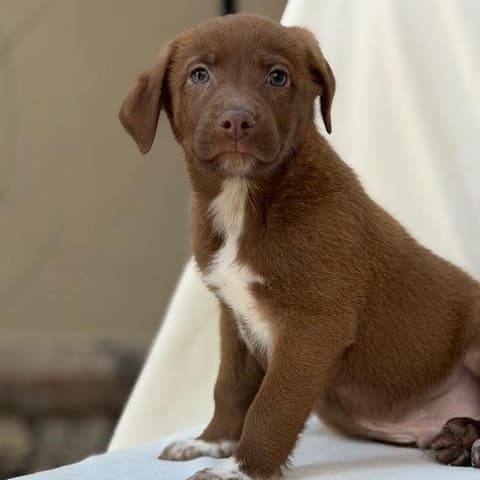 Chevy - Australian Shepherd available for adoption