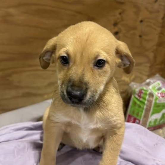 Emerald - Golden Retriever available for adoption