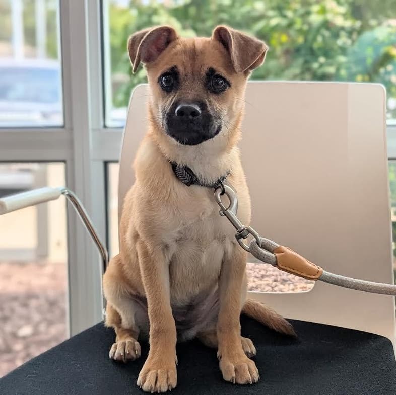 Torie - German Shepherd Dog available for adoption