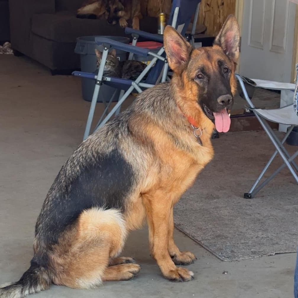 Duke - German Shepherd Dog available for adoption