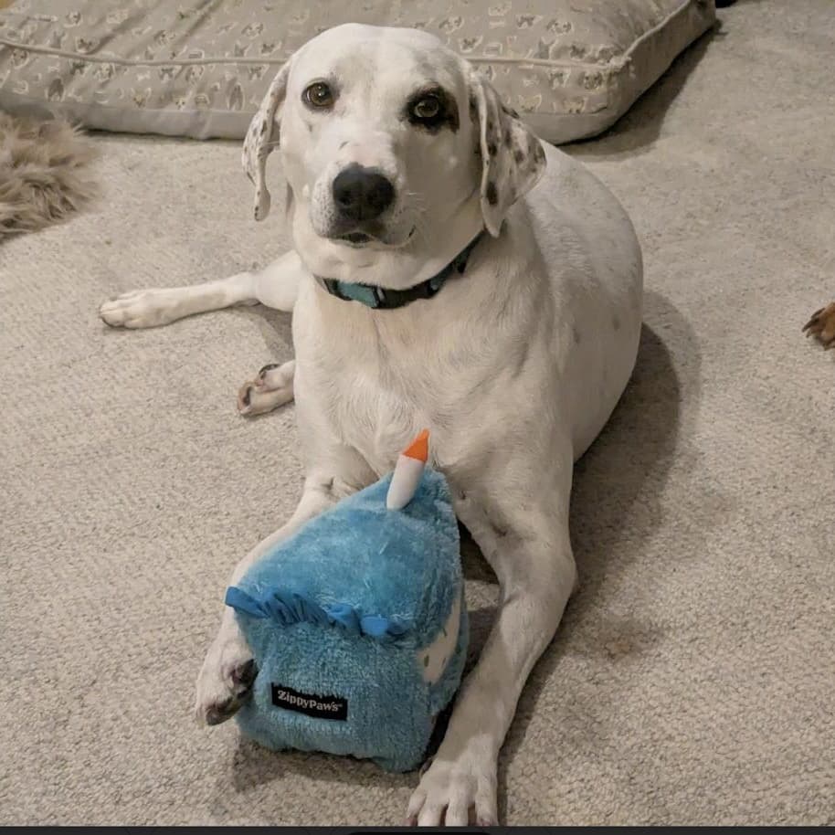 Perdita - Mixed Breed available for adoption