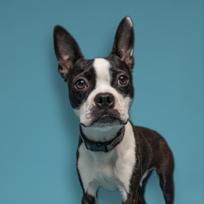 Hopscotch - Boston Terrier available for adoption