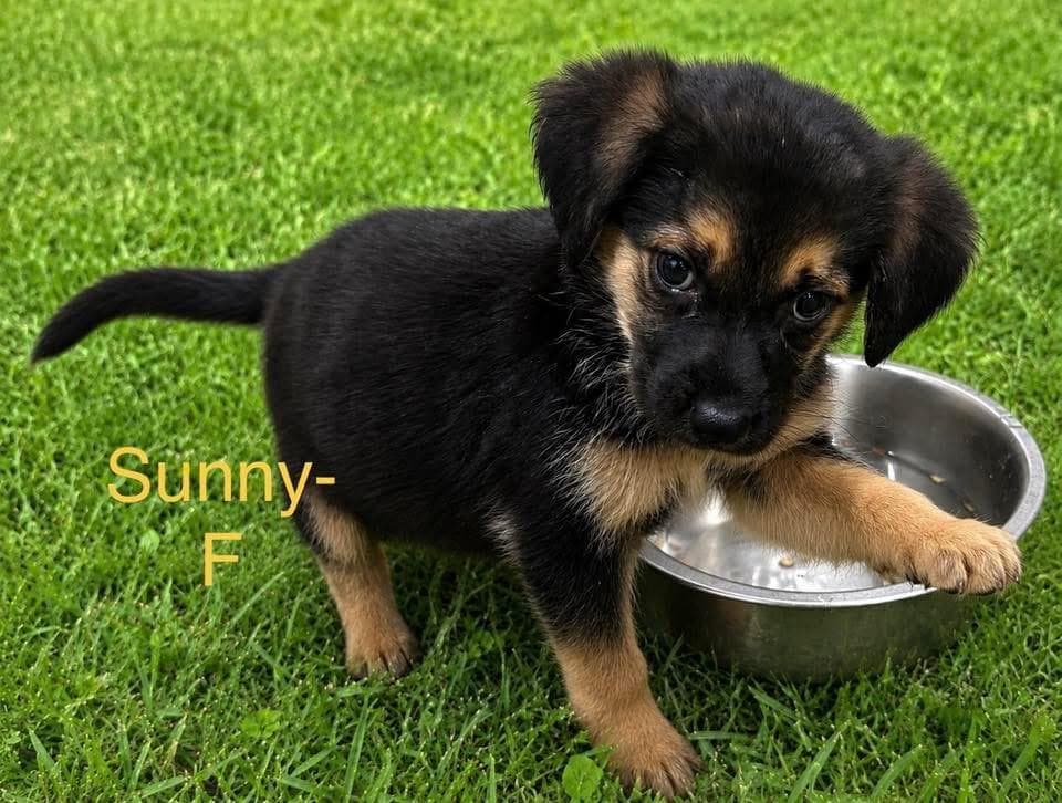 Sunny Puppy - Mixed Breed available for adoption