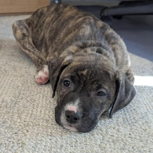 Caroline - Great Dane available for adoption