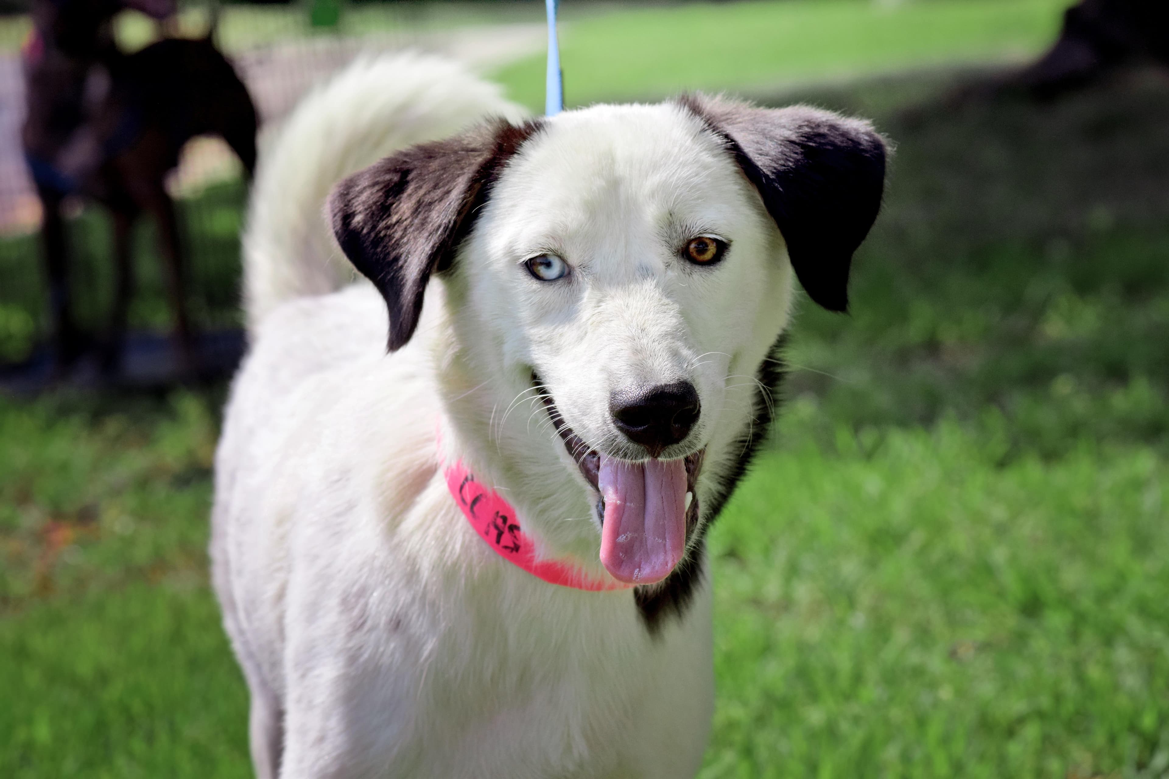 Ember - Border Collie available for adoption