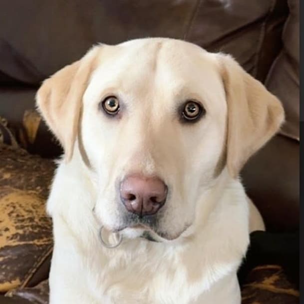 Tank - Yellow Labrador Retriever available for adoption