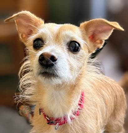 Odie - Border Terrier available for adoption