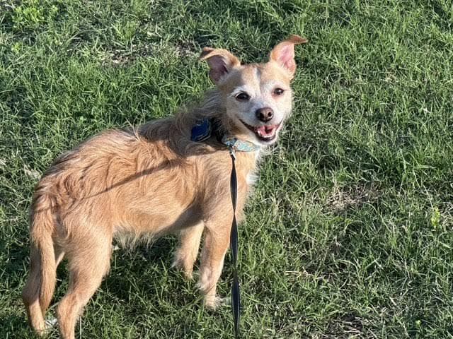 Odie - Border Terrier available for adoption
