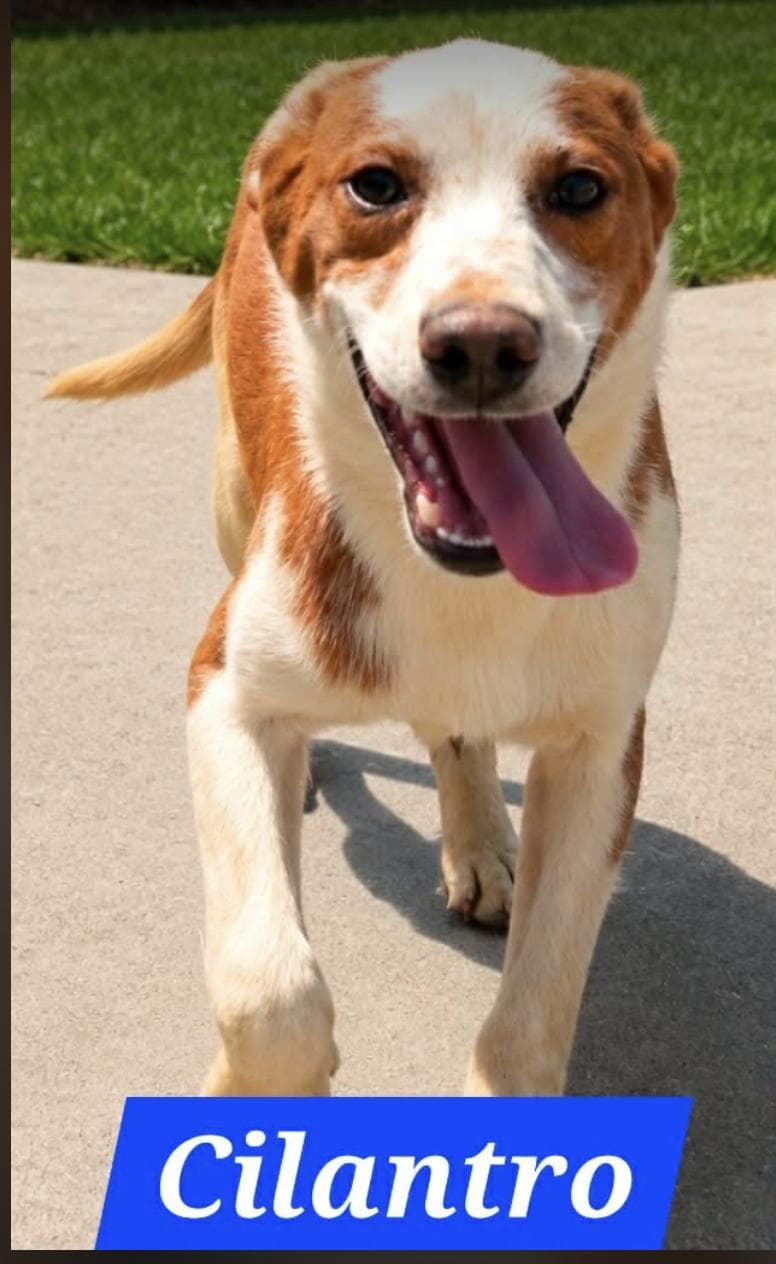 Cilantro - Foster Needed - Australian Shepherd available for adoption