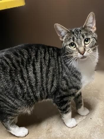 Sourpuss - Domestic Short Hair available for adoption