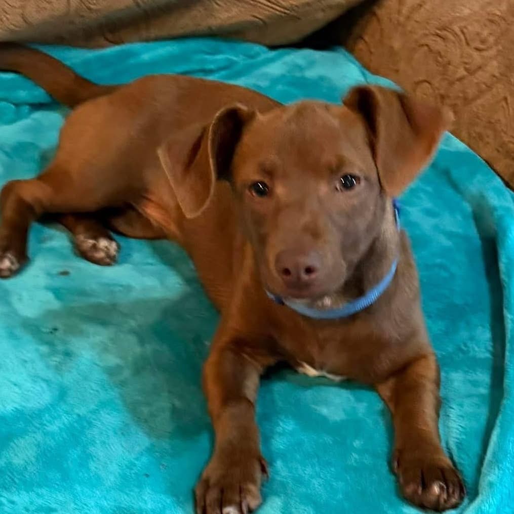 Button - Chiweenie available for adoption