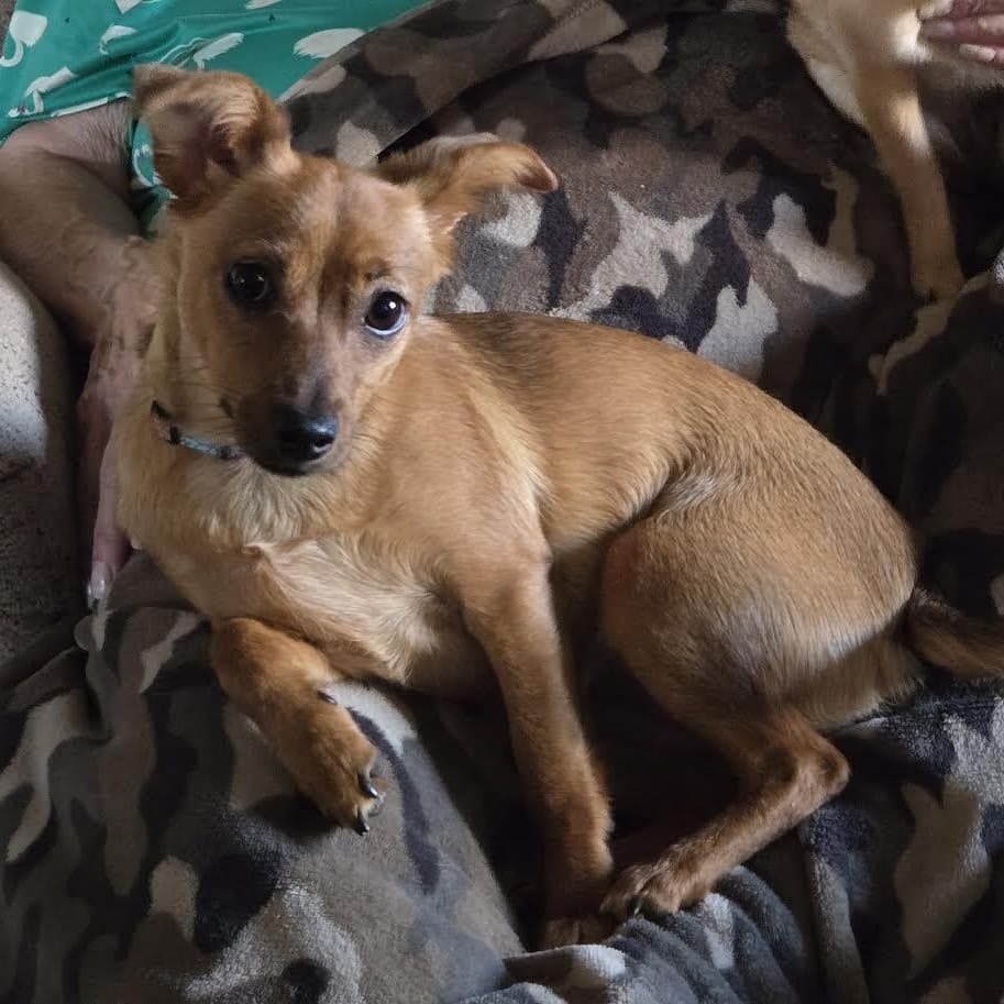 Jazzi - Miniature Pinscher available for adoption