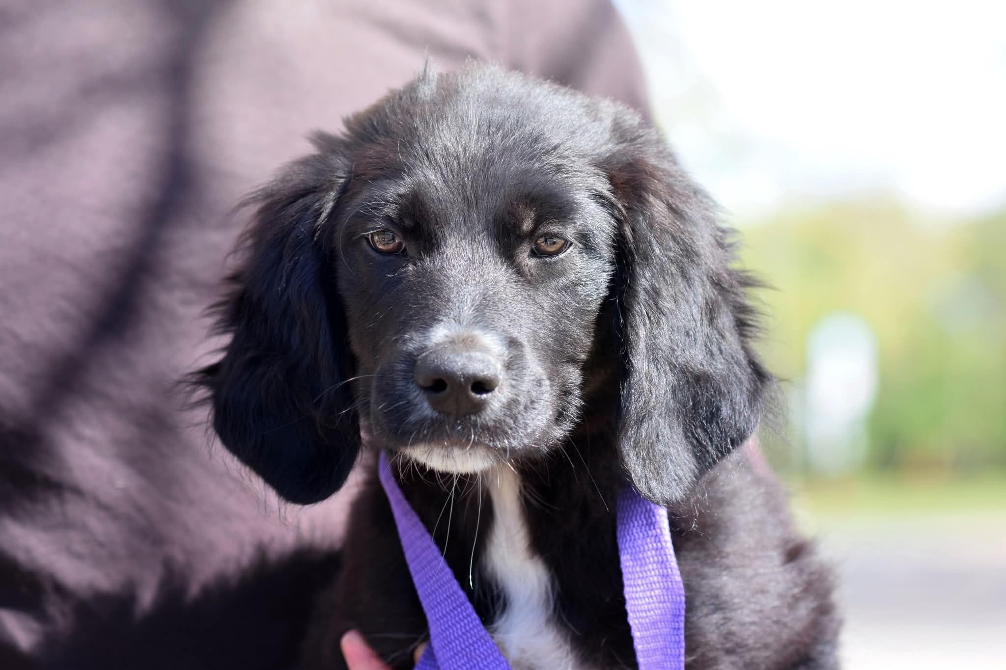 Clinton - Mixed Breed available for adoption