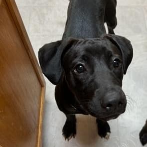 Chimi - Black Labrador Retriever available for adoption