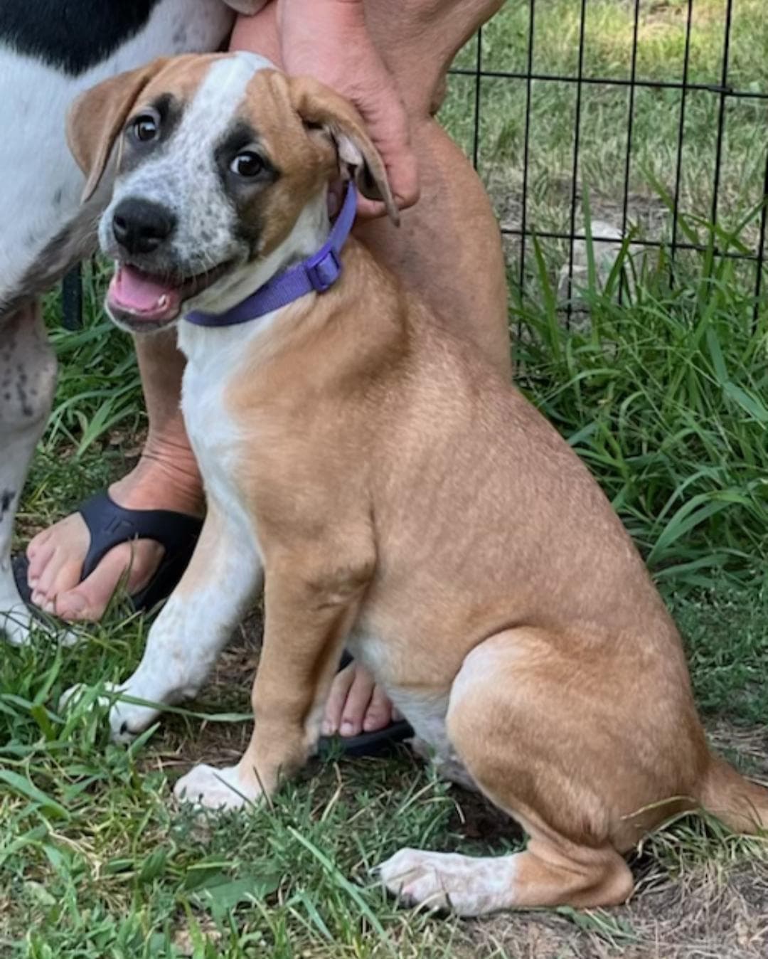 Paisley - Cattle Dog available for adoption