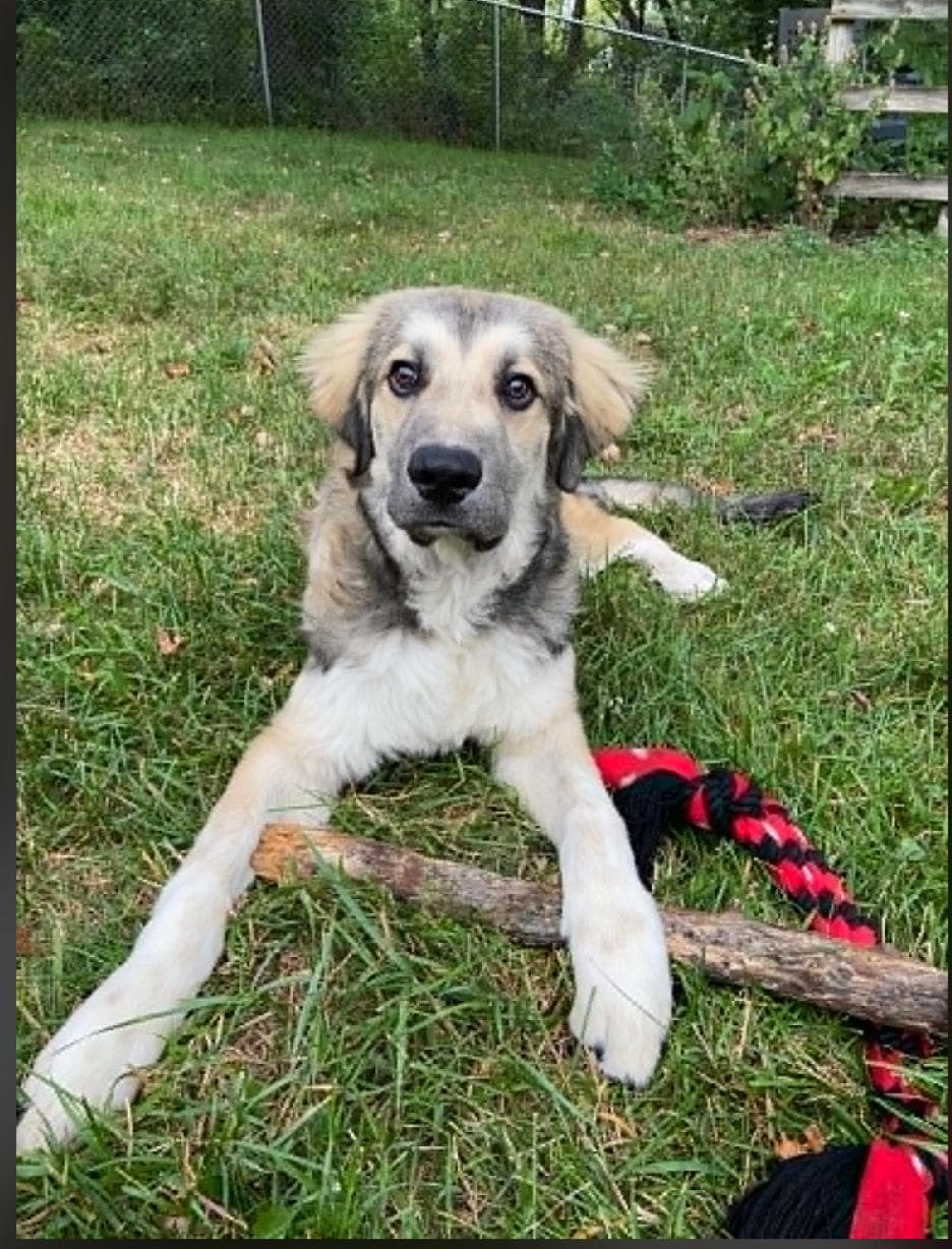 Chicken Wing - Great Pyrenees available for adoption