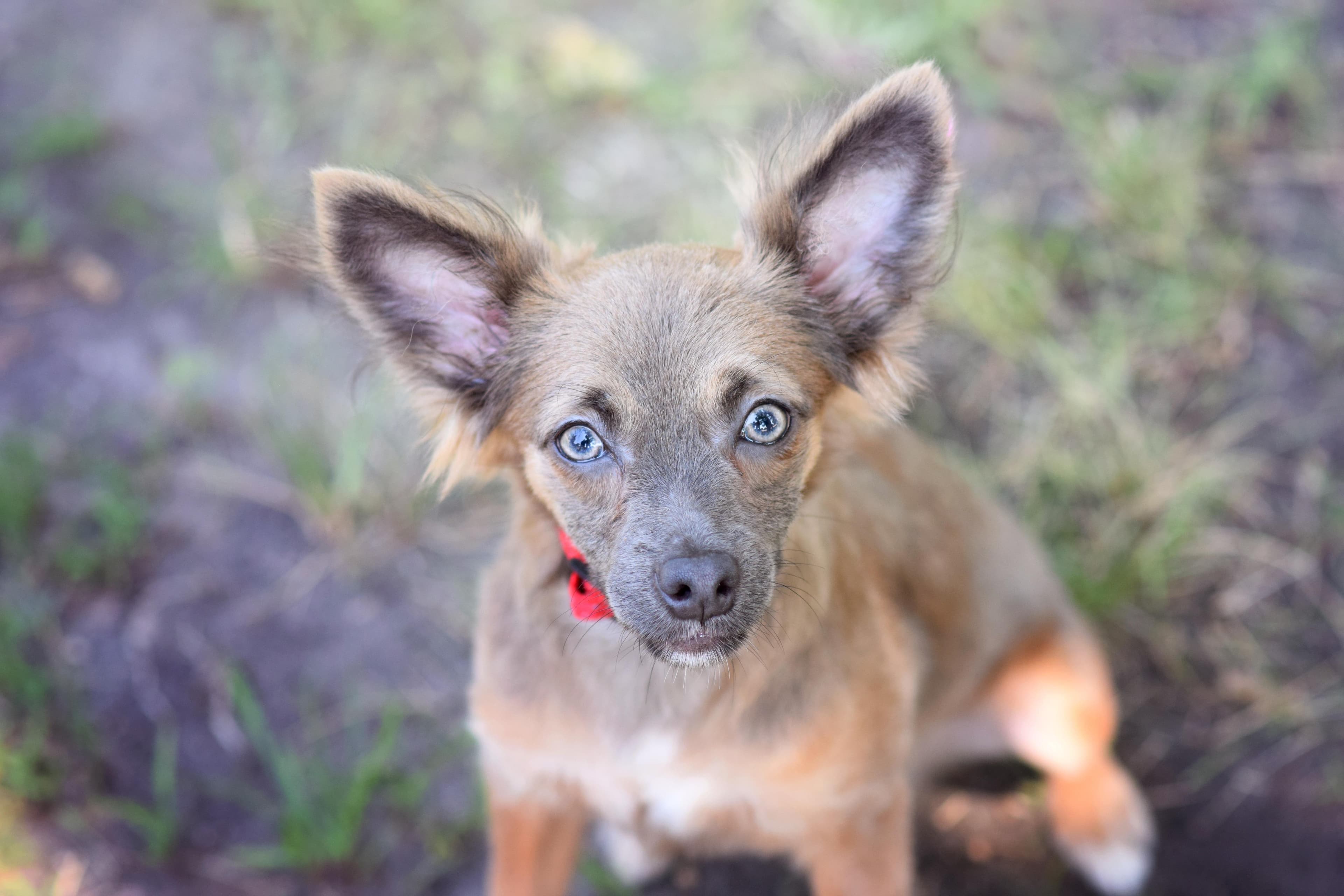 PomPom - Papillon available for adoption