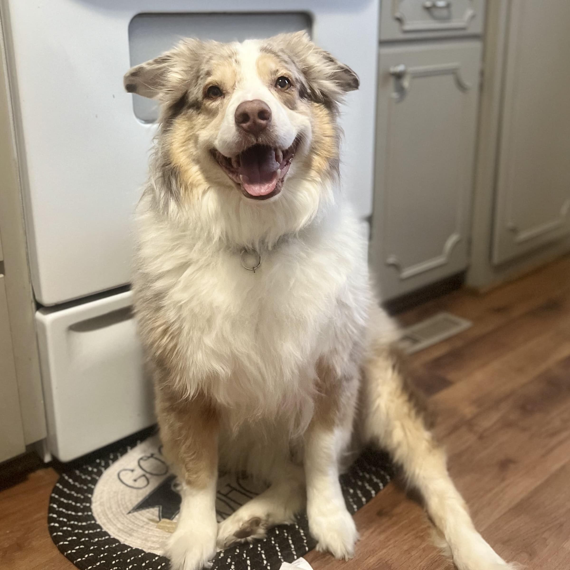 Brooks - Australian Shepherd available for adoption