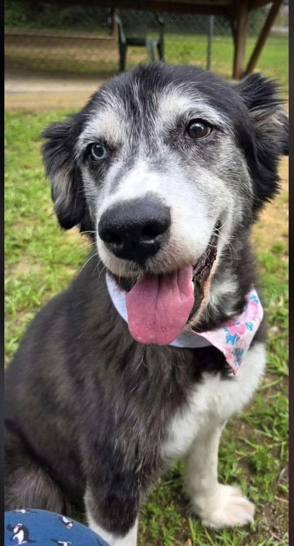 Demi - Australian Shepherd available for adoption