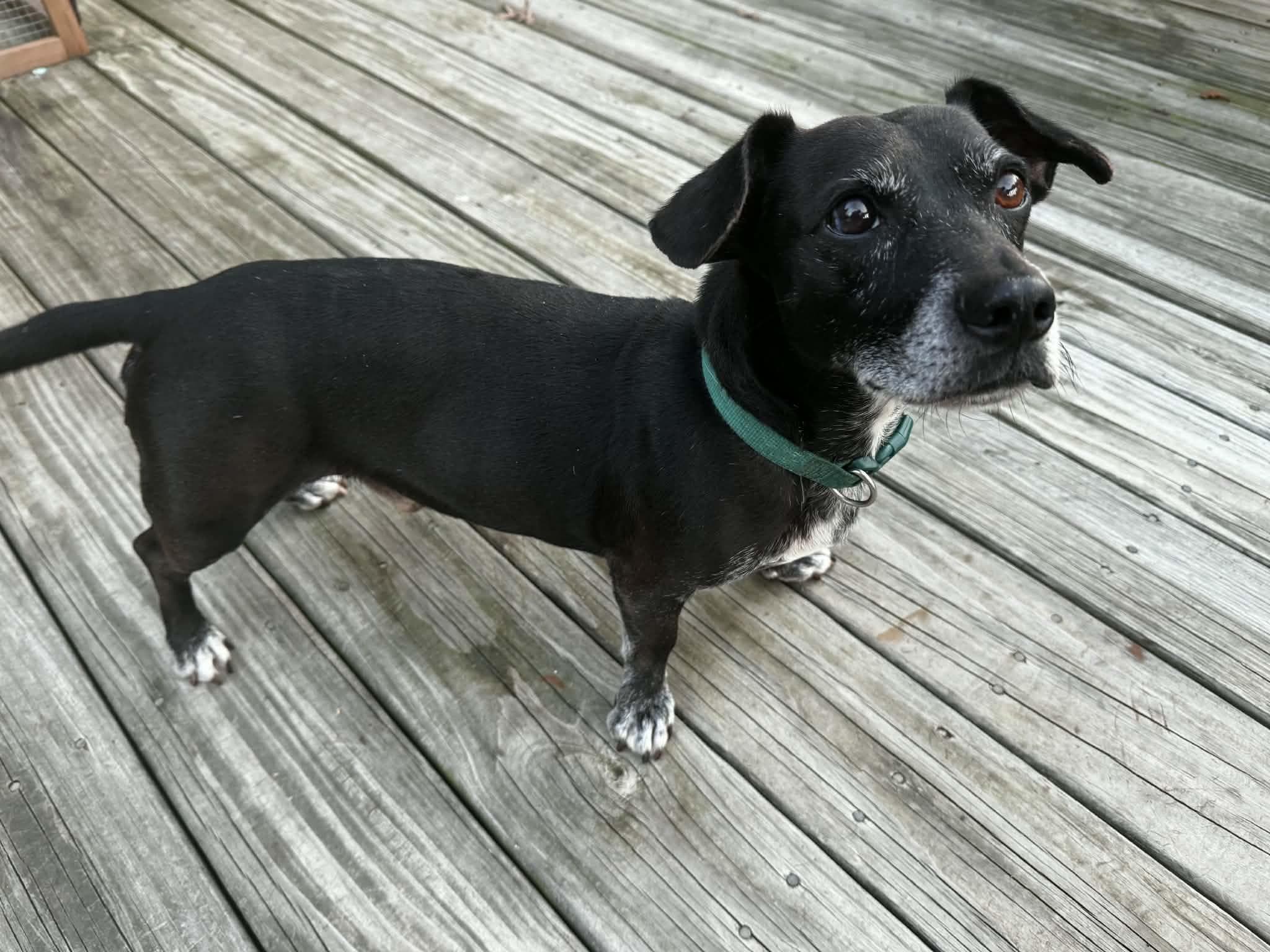 Bullwinkle - Foster Needed - Dachshund available for adoption