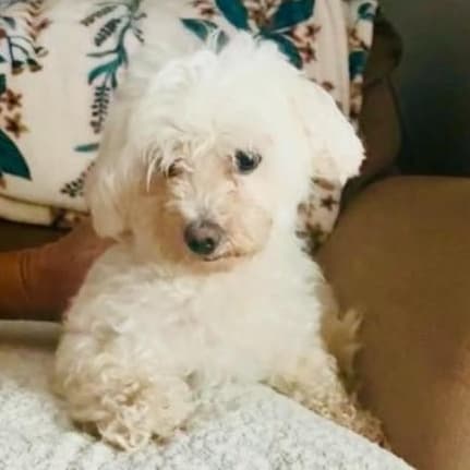 Muffin - Maltese available for adoption