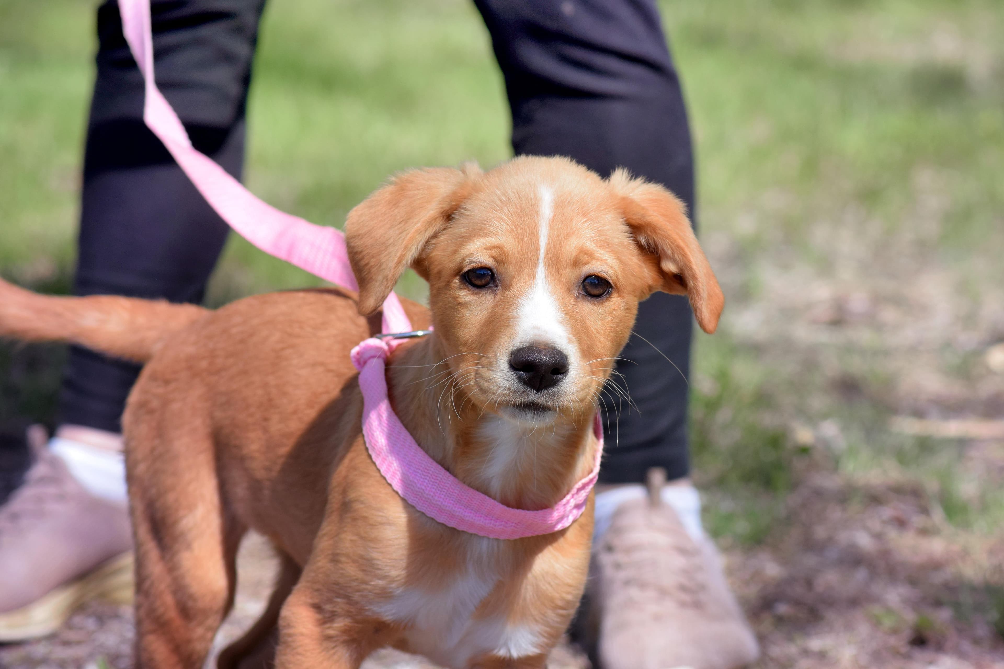 Coral - Mixed Breed available for adoption