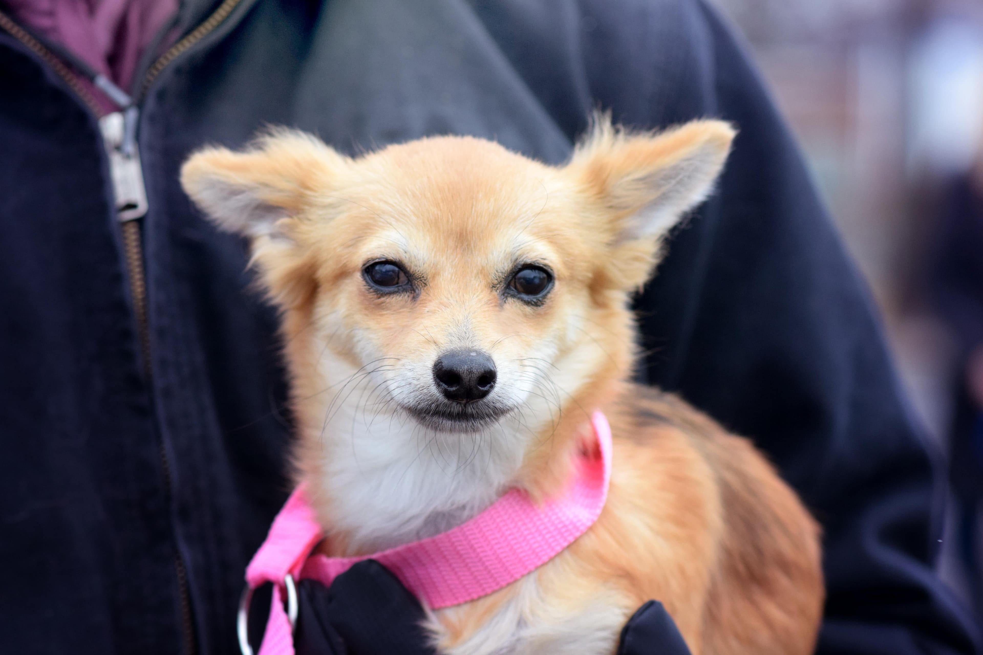 Breezy - Chihuahua available for adoption