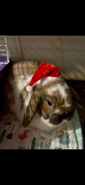 Toastie - Holland Lop available for adoption