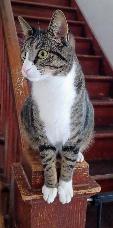 Truffle - Domestic Short Hair available for adoption