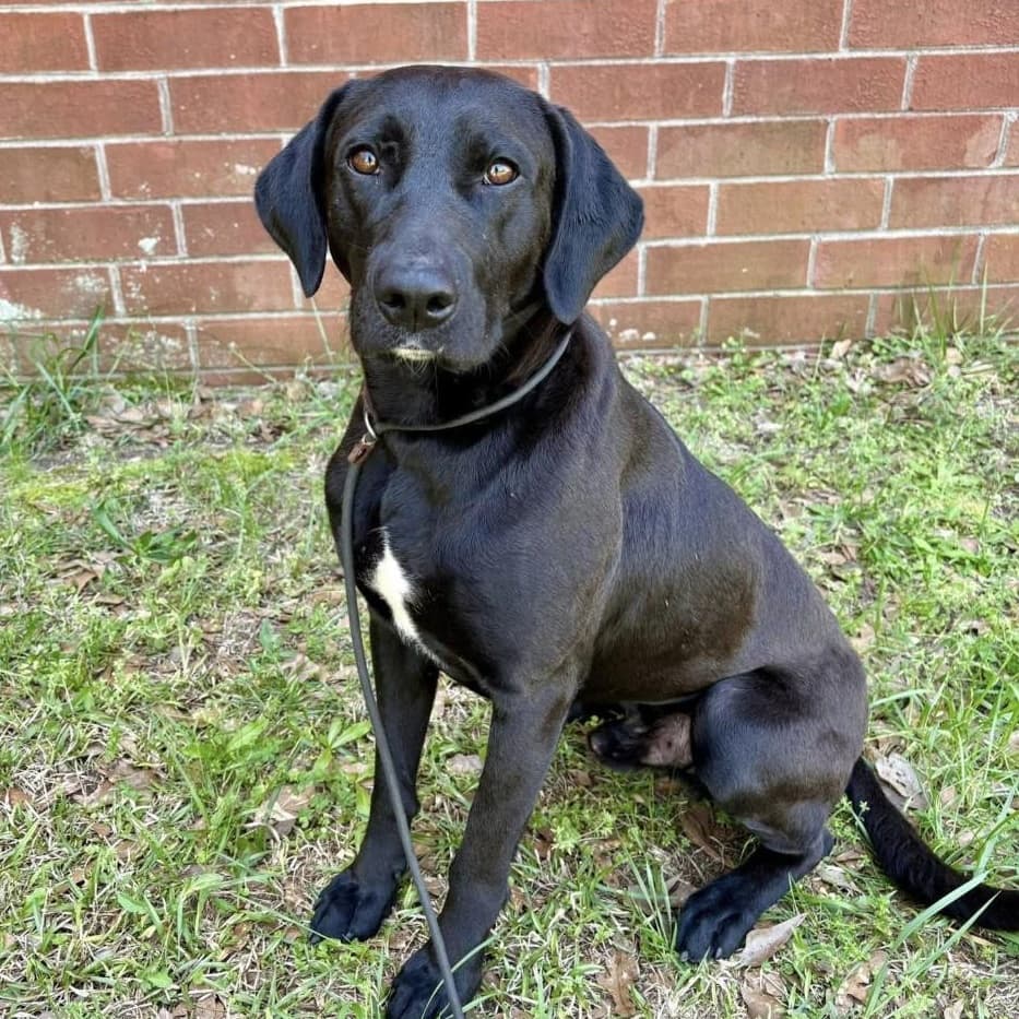 Flint - Black Labrador Retriever available for adoption