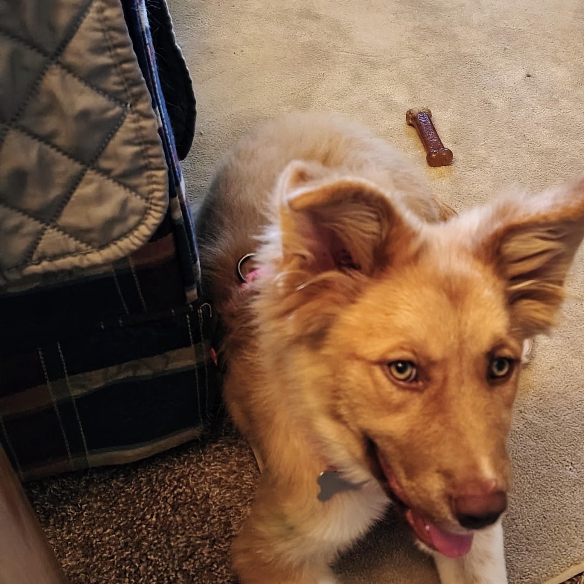 Sandy - Collie available for adoption
