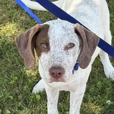 Maple - German Shorthaired Pointer available for adoption