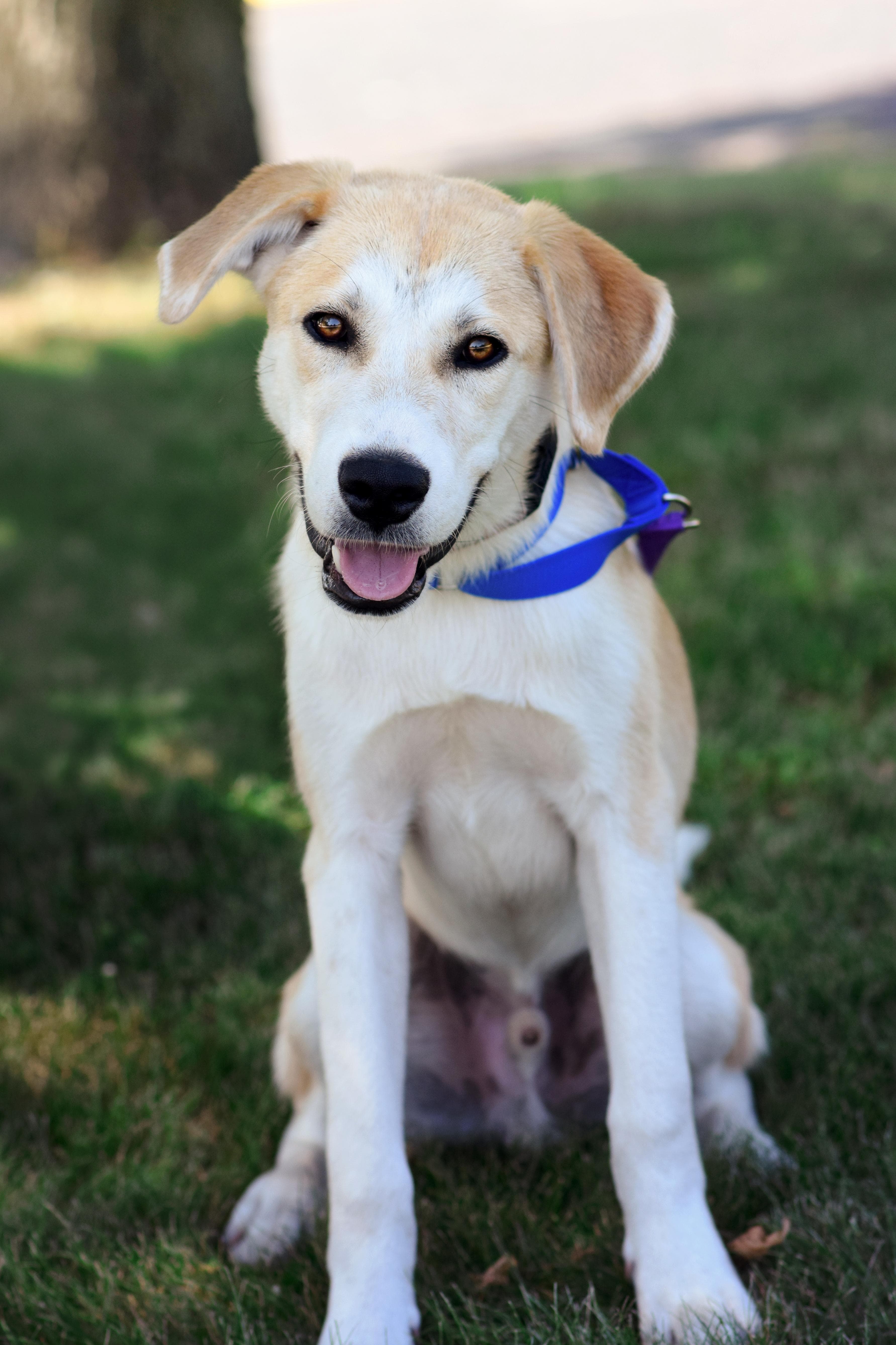 Buddy - Labrador Retriever available for adoption
