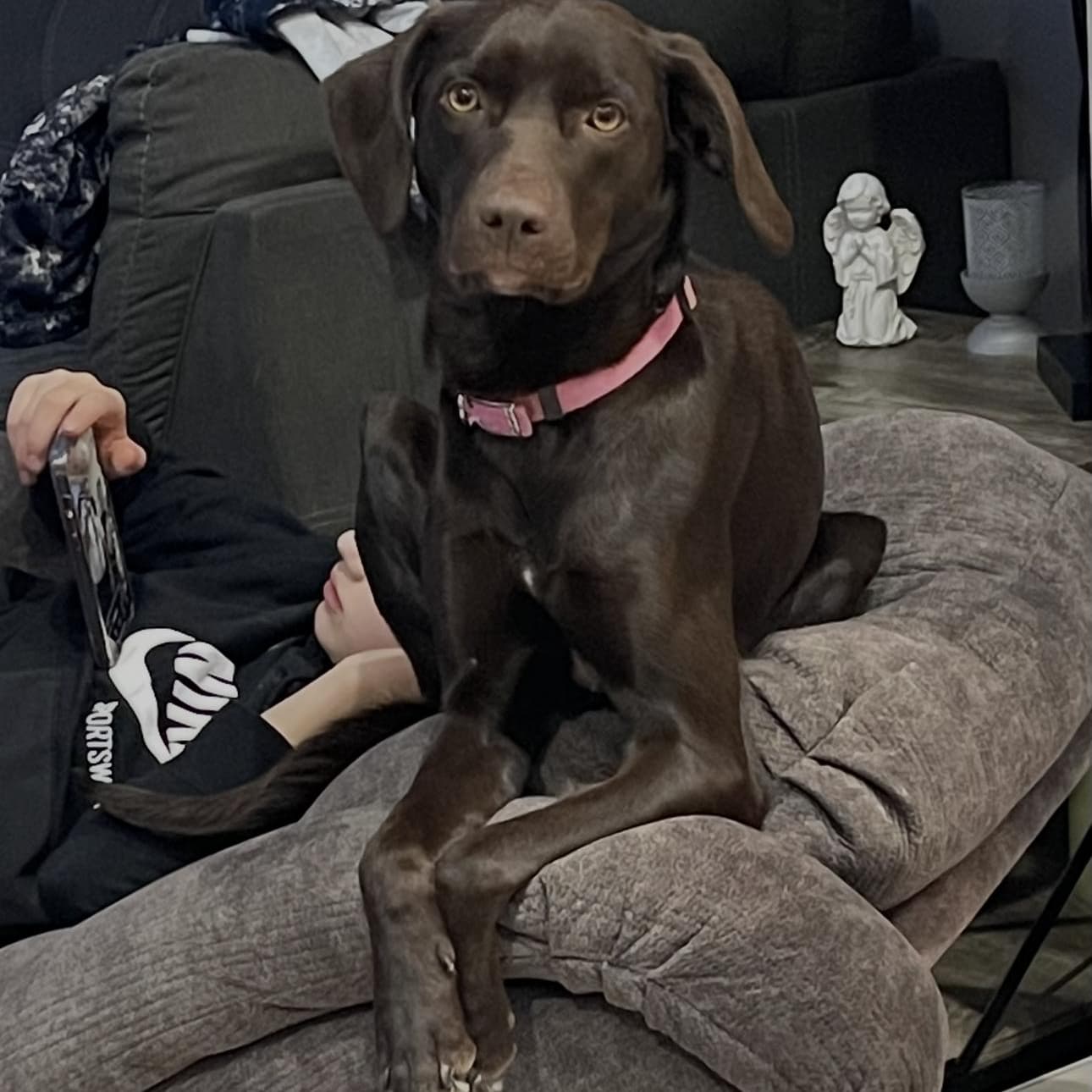 Bailey - Chocolate Labrador Retriever available for adoption