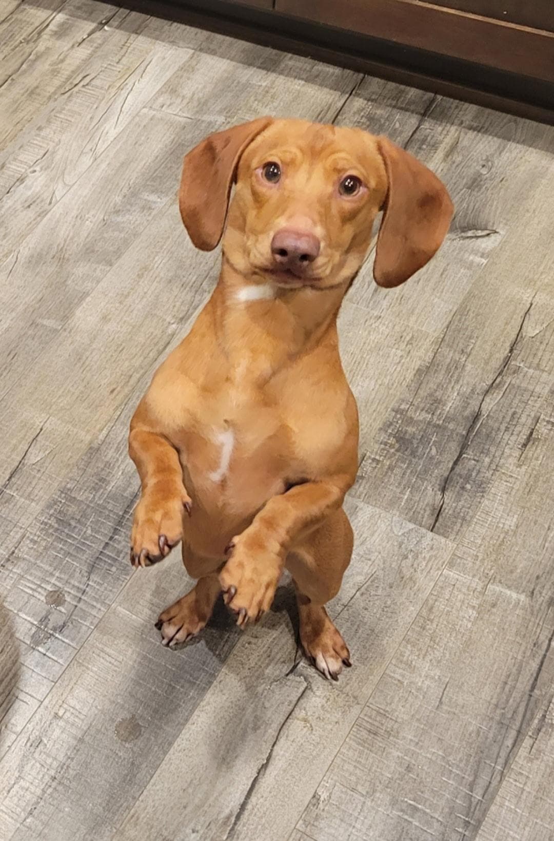 Bernie - Dachshund available for adoption