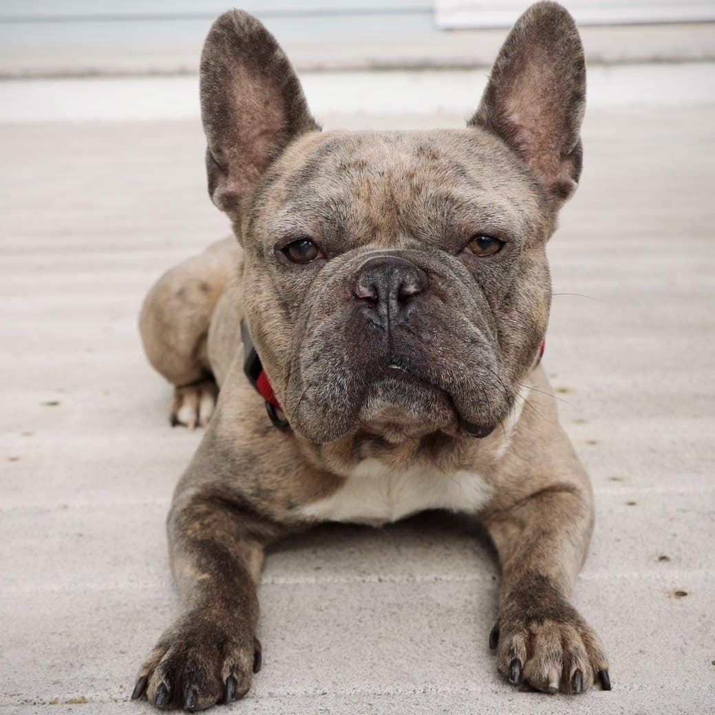 Tig - French Bulldog available for adoption