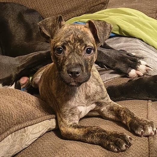 Eris - Great Dane available for adoption