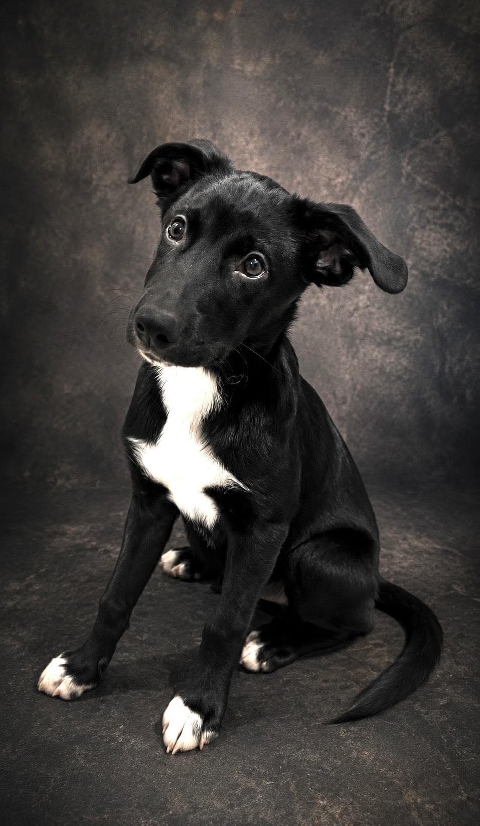 Zayn - Foster Needed - Border Collie available for adoption