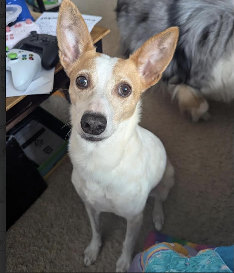 Sky - Chihuahua available for adoption