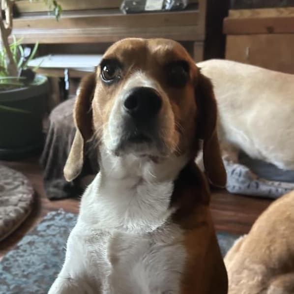Johnny - Beagle available for adoption